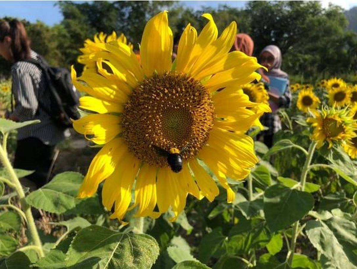 Stunning Sunflower Field In Malaysia With Admission Fess For Just 