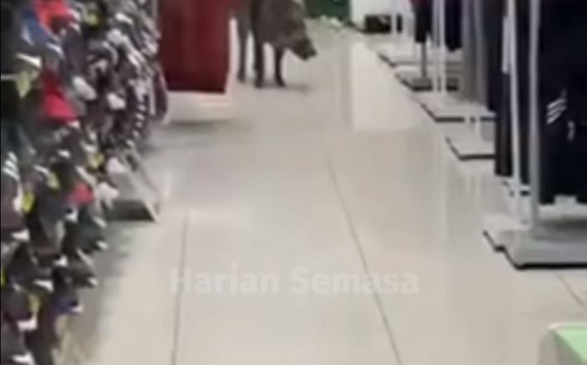 Wild Boar Spotted On Shopping At Putrajaya Shopping Complex Everydayonsales Com News