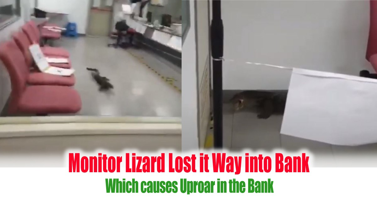 Monitor Lizard Lost It Way Into Bank Which Cause Uproar In The Bank Everydayonsales Com News