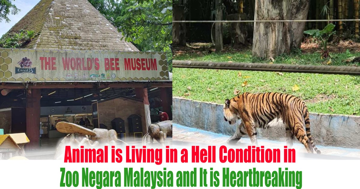 Animal is Living in a Hell Condition in Zoo Negara Malaysia and It is