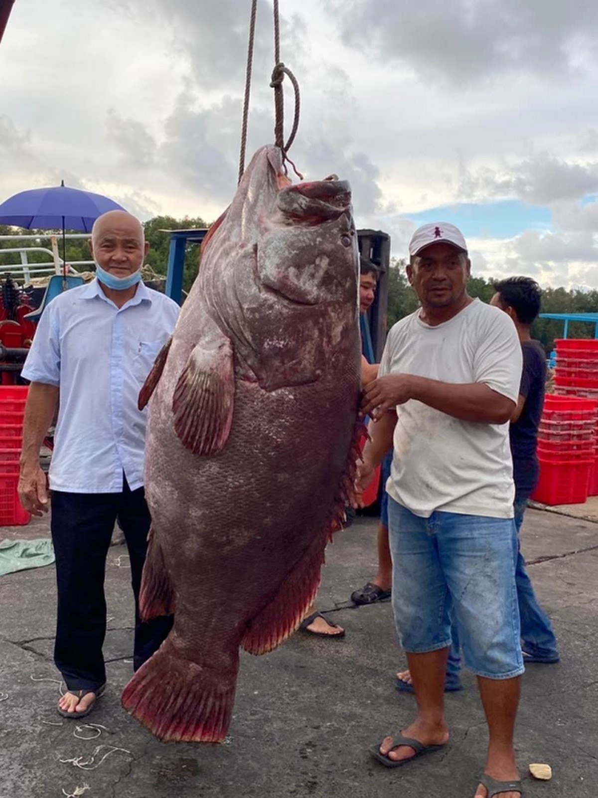 Fisherman in Miri Strikes Gold Fish by Catching a 161kg Grouper which ...